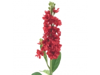 Delphinium  Rojo
