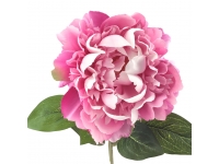 Peonia MALVA