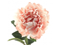 Peonia SALMÓN