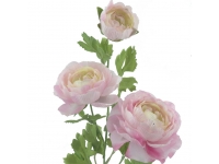 Ranunculus ROSA