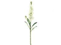Delphinium  Crema