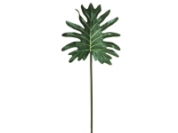 Philo selloum verde