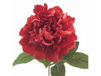 Peonia ROJA