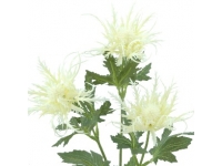 ERYNGIUM X3 