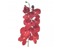 Phalenopsis ROJA