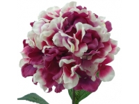 HYDRANGEA ALT 68 CMSØ19CMS -&