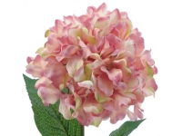 HYDRANGEA ALT 68 CMSØ19CMS -&