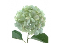 HORTENSIA 80 CMSØ22-&