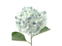 HORTENSIA 80 CMSØ22-&