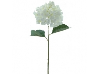 HORTENSIA 80 CMSØ22-&