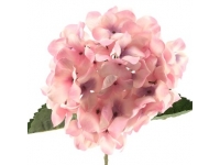 HORTENSIA 80 CMSØ22-&