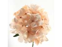 HORTENSIA 80 CMSØ22-&