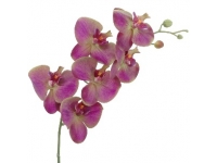 PHALENOPSIS (T.N.) 105 CMS-&