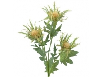 ERYNGIUM X3 