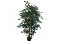 Ficus benjamin 1,50 metro 
