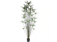 CYPERUS 1,90 MT