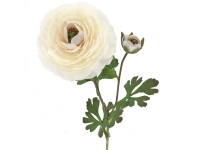 Ranunculus 