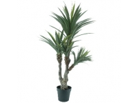 YUCCA X 3, 1,20 MTS CON MACETA