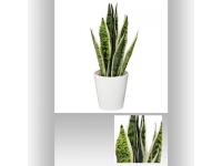 Maceta con planta de 51cm SANSEVIERA