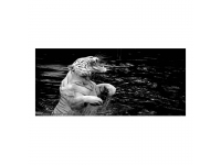 Cuadro alto brillo ANIMALES 15-50x150cm.