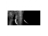 Cuadro alto brillo ANIMALES 26 -50x150cm.